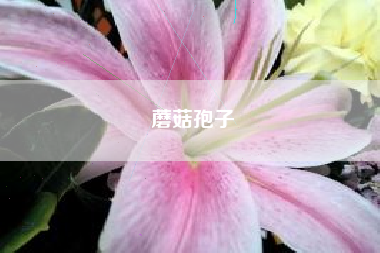 蘑菇孢子