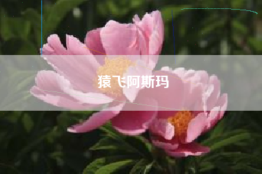 猿飞阿斯玛