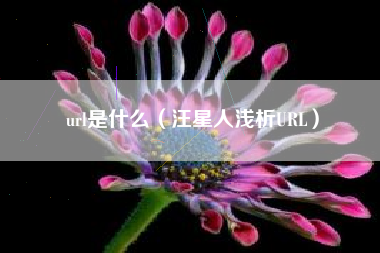 url是什么（汪星人浅析URL）