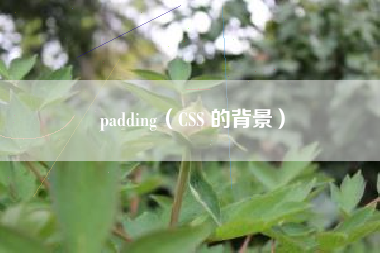 padding（CSS 的背景）