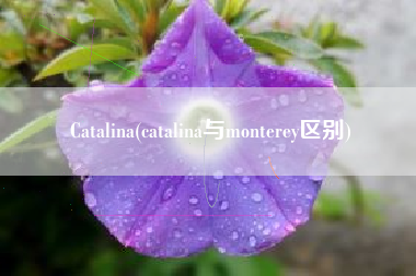 Catalina(catalina与monterey区别)