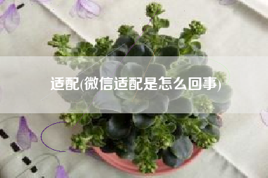 适配(微信适配是怎么回事)