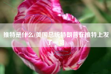 推特是什么(美国总统特朗普在推特上发了一句)