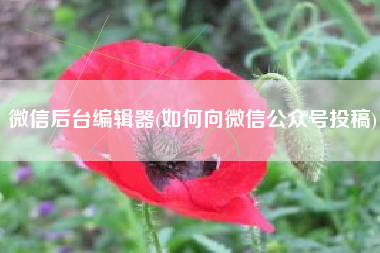 微信后台编辑器(如何向微信公众号投稿)
