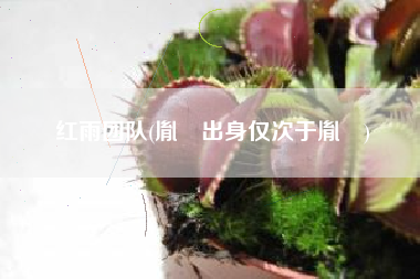 红雨团队(胤䄉出身仅次于胤礽)