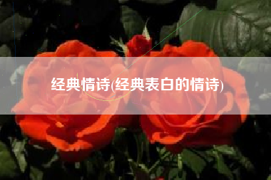 经典情诗(经典表白的情诗)