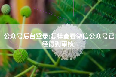 公众号后台登录(怎样查看微信公众号已经得到审核)