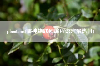 pbootcms(哪种物联网编程语言最热门)