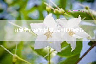 t4显卡(t460笔记本cpu可以拆吗)