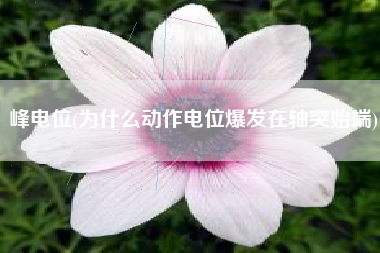 峰电位(为什么动作电位爆发在轴突始端)