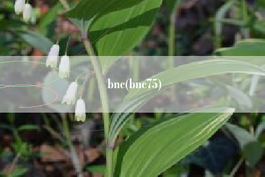 bnc(bnc75)