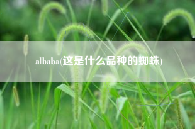 albaba(这是什么品种的蜘蛛)