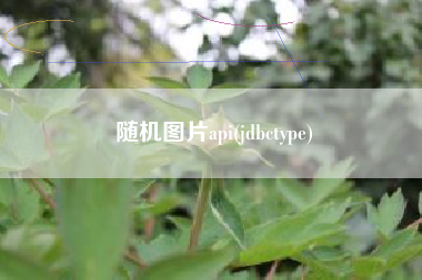 随机图片api(jdbctype)