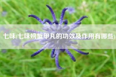 七味(七味螃蟹甲丸的功效及作用有哪些)