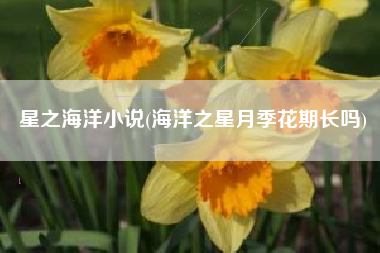 星之海洋小说(海洋之星月季花期长吗)