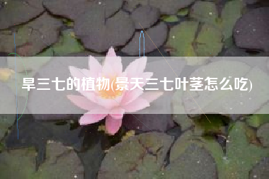 旱三七的植物(景天三七叶茎怎么吃)