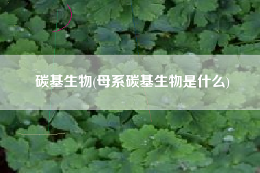 碳基生物(母系碳基生物是什么)