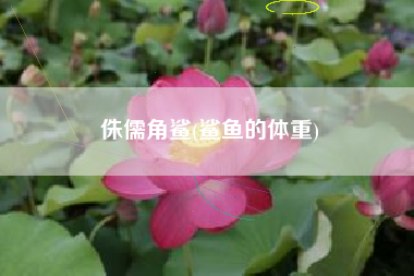 侏儒角鲨(鲨鱼的体重)