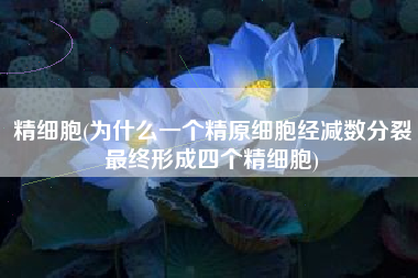 精细胞(为什么一个精原细胞经减数分裂最终形成四个精细胞)