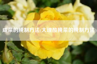 咸菜的腌制方法(大理酸腌菜的腌制方法)