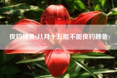 夜钓鲤鱼(八月十五能不能夜钓鲤鱼)