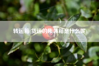 转运箱(货运的集装箱是什么呢)
