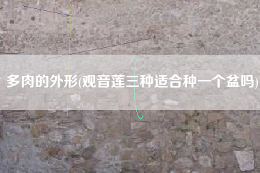 多肉的外形(观音莲三种适合种一个盆吗)