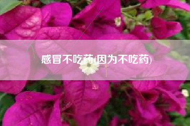 感冒不吃药(因为不吃药)