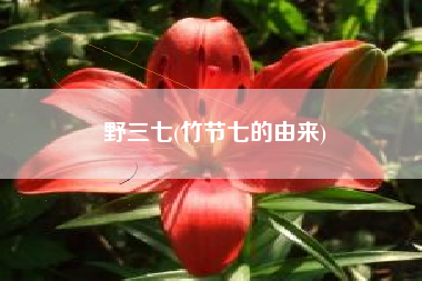 野三七(竹节七的由来)
