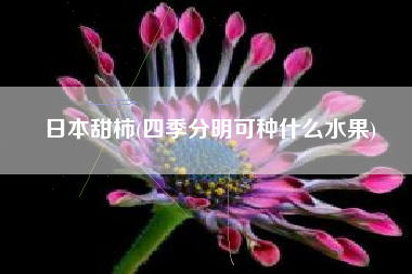 日本甜柿(四季分明可种什么水果)