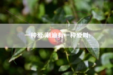 一种爱(潮汕有一种爱叫)