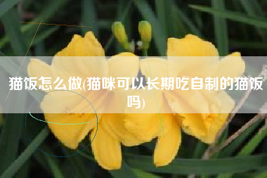 猫饭怎么做(猫咪可以长期吃自制的猫饭吗)