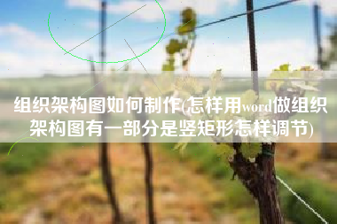 组织架构图如何制作(怎样用word做组织架构图有一部分是竖矩形怎样调节)