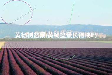 黄杨树盆景(黄杨盆景长得快吗)