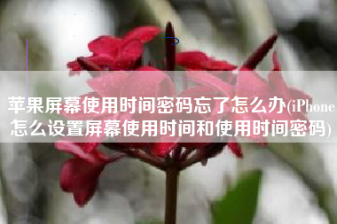 苹果屏幕使用时间密码忘了怎么办(iPhone怎么设置屏幕使用时间和使用时间密码)
