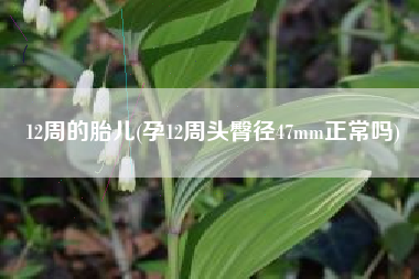 12周的胎儿(孕12周头臀径47mm正常吗)