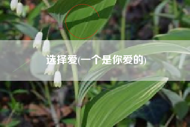 选择爱(一个是你爱的)