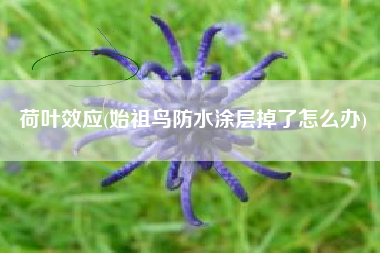 荷叶效应(始祖鸟防水涂层掉了怎么办)