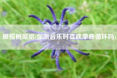 橄榄树原唱(你听音乐时喜欢单曲循环吗)