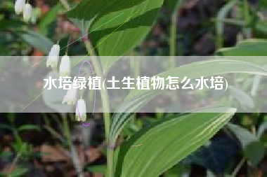 水培绿植(土生植物怎么水培)