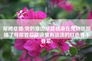 尿闭症猫(我的猫因尿路感染在宠物医院插了导尿管后尿液里有淡淡的红色要不要紧)