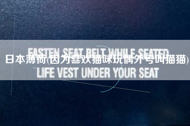 日本薄荷(因为喜欢猫咪玩偶外号叫猫猫)