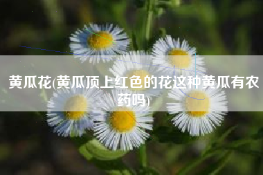 黄瓜花(黄瓜顶上红色的花这种黄瓜有农药吗)