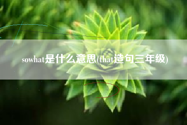 sowhat是什么意思(that造句三年级)