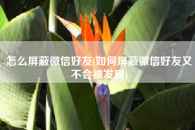 怎么屏蔽微信好友(如何屏蔽微信好友又不会被发现)