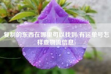 复制的东西在哪里可以找到(有运单号怎样查物流信息)