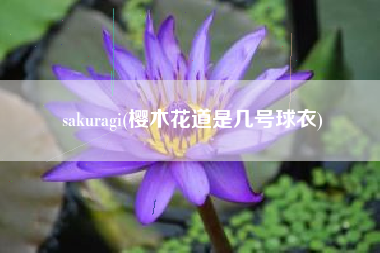 sakuragi(樱木花道是几号球衣)
