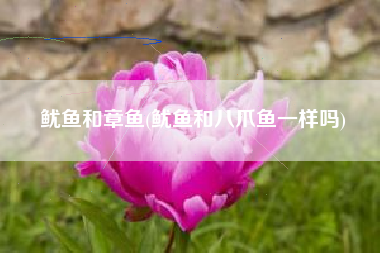 鱿鱼和章鱼(鱿鱼和八爪鱼一样吗)