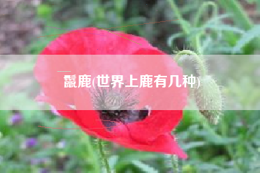 鬣鹿(世界上鹿有几种)
