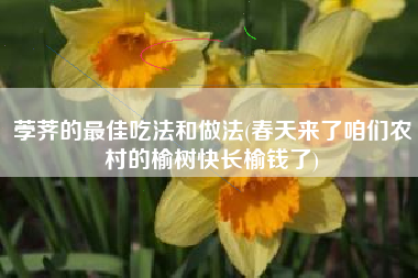 荸荠的最佳吃法和做法(春天来了咱们农村的榆树快长榆钱了)